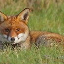 늑대랑여우랑 이미지