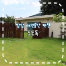 양양 애견동반 펜션 도도독 애견동반 풀빌라 솔직 후기 강아지랑 프라이빗 힐링