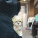 탑 퍼피(TOP PUPPY) 이미지