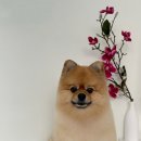 오늘도, 멍멍 이미지