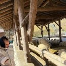 횡성목장 | 9개월아기와 강릉여행 1박2일 횡성휴게소(이영자맛집...강문해변 강릉중앙시장 파란간판집 대관령양떼목장