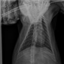 카카오 N 동물병원 이미지