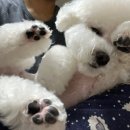 온달 그루밍 이미지