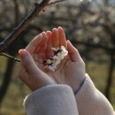 매화마트 이미지