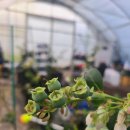 가온팜스 이미지