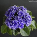 바이올렛 이미지