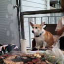 제이몽애견펜션 이미지