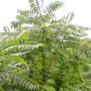 참중나무 이미지