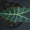 알로카시아 이미지