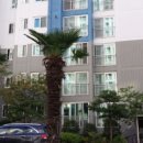 대동다숲아파트 앞 이미지