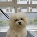 발렌티몽 이미지