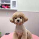 그루밍베베 이미지