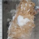 더 스마일독 이미지