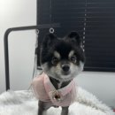 인생멍컷 이미지