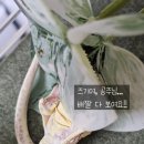 크레스티드 게코 키우기 후기 | 처음 키우면 놀라는 5가지
