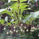 행복나무 이미지