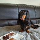 댕댕방앗간 이미지