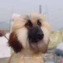 공주마마 이미지
