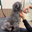 우리3급부분정비 | 애견미용자격증3급 취득방법 총정리｜학원비·취득기간·실기시험 합격후기