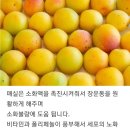 황매실과 청매실의 차이는? 이미지