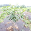 달나무농장 이미지