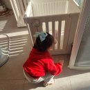 댕이쌀롱 이미지