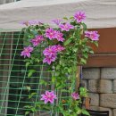 옥화식당 이미지