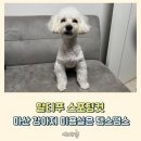 교방동109 | 말티푸 스포팅 특징, 마산 강아지 미용실 탱스땡스 추천