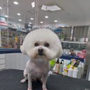 행복한 강아지 네이버블로그