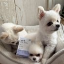 정약사네 | 강아지슬개골영양제 찾는다면? 강아지관절영양제 뉴트펫 관절 액티브 후기