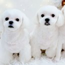 #아름답개 이미지