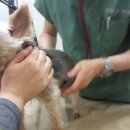 정원 양한방동물병원 이미지