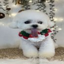 제시 펫 살롱 이미지