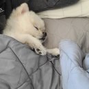 소소아지 이미지