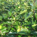 장성농원 이미지