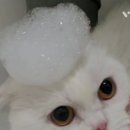 스완미용실 네이버블로그