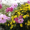 사랑과 희망의 합창 이미지