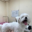 츄펫살롱 네이버블로그