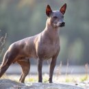 도그헤어 이미지