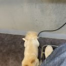 댕댕이묭실 이미지