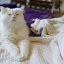 고양이카페38.5 이미지