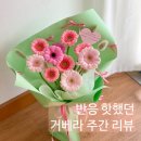 도봉-도봉-2067 | [구로꽃집] 플로버 반응 핫했던 거베라 주간 다시보기