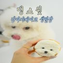 댕스윗 | 강아지케이크 댕스윗으로 강아지생일상 준비하기