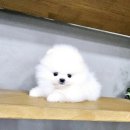 강아지분양 애견입양 아이러브독 인천점 이미지