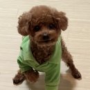 헤아림 동물병원 | 노견 전신마취 스케일링 후기