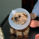 24시 송도힐 동물메디컬센터 이미지