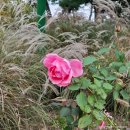 일자산자연공원(허브천문공원) | 서울 산책하기 좋은 곳 일자산 허브천문공원 방문 후기