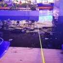 썸피싱카페낚시터 이미지