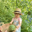 다대 농어촌체험 휴양마을 | 5살 아이랑 애플수박따기체험🍉🍉 (창원애플수박농장 / 예약방법 / 체험비 / 주변맛집추천)