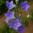 백운선 | 백운선사 : 직지심체요절(直指心體要節)